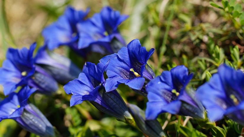 Envie de découvrir la faune et la flore - CGH Résidences